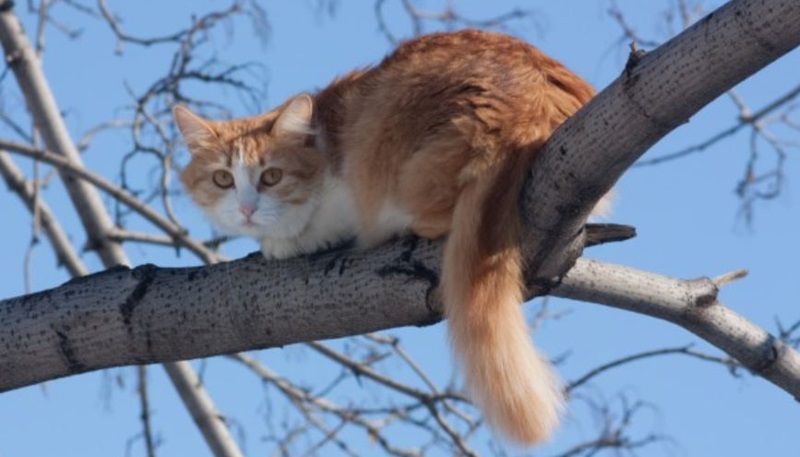 Got a cat stuck up a tree? Here’s how to lure it down 3