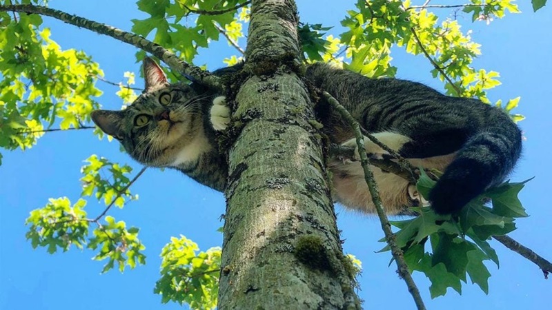 Got a cat stuck up a tree? Here’s how to lure it down 2