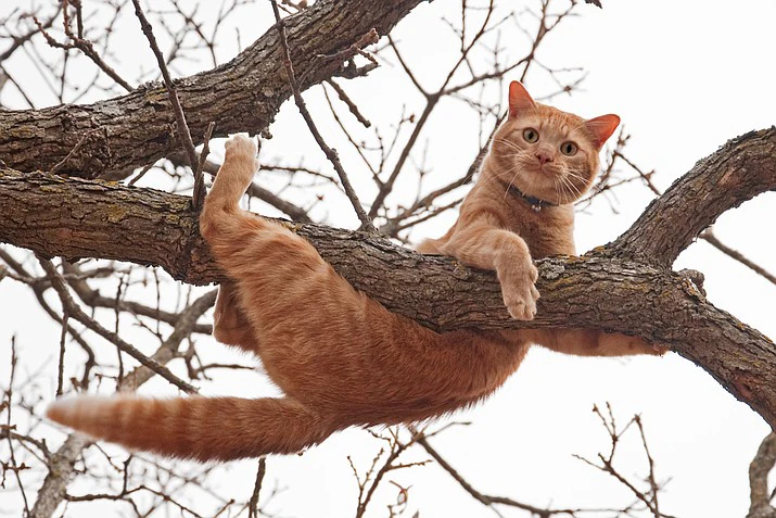 Got a cat stuck up a tree? Here’s how to lure it down 1